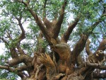 The Tree of Life in Animal Kingdom