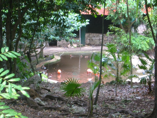 Flamingos in a pond in the jungle
