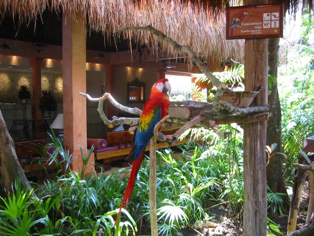 A beautiful tucan in the front lobby