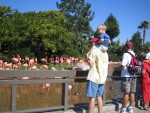 Nathan on Brian's shoulders at the flamingo exhibit