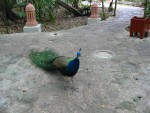 Peacock on the jungle path