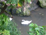 Swans swimming in the pond near the buffet