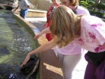 Carrie petting a stingray