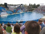 Believe - the new Shamu show
Four moving screens, a beautiful score and six powerful killer whales create a fantastic show